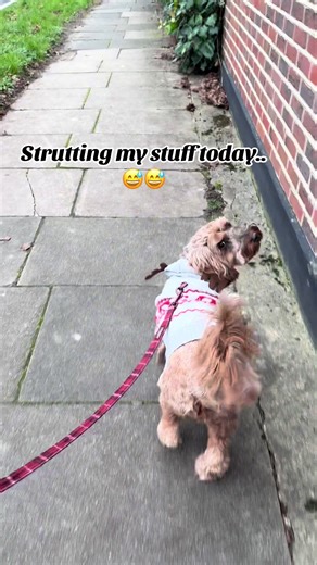 Anyone know what day it is?? Loving twixmas with my hooman ❤️ #twixmas #cockapoo #dogsoftiktok #christmasjumper #christmas