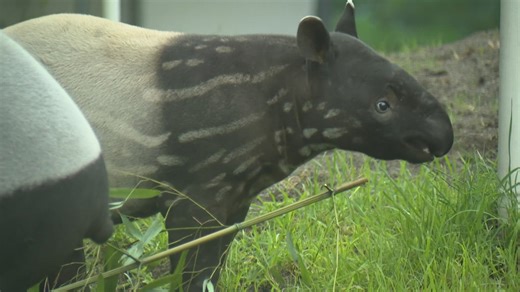Rare tapir calf Ume makes debut at Point Defiance Zoo