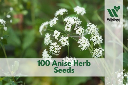 100 Anise Herb Seeds – Pimpinella Anisum Culinary Plant - Etsy
