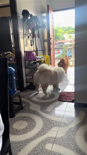Playing Tag and Hide-and-Seek with Chow Chow Dogs
