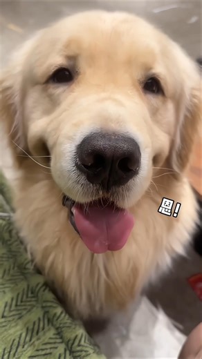 The Smart Dog Who Doesn't Want His Owner to Starve #shorts #viral