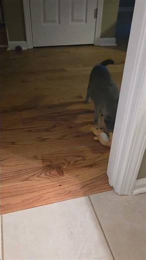 Kora the Cat Can't Stop Playing Fetch with Her Favorite Toy