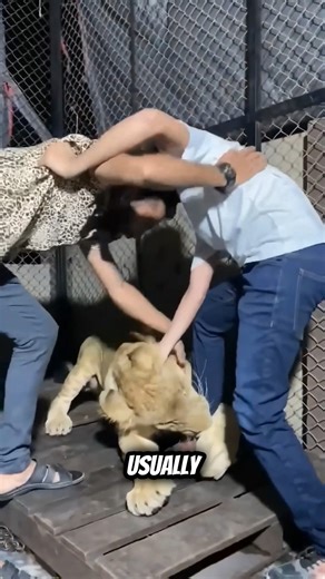 Pet Lion Attack Caught on Camera – Boy Saved Just in Time! #PETLION #animalattacks #WildInstincts #DangerousPets #viralvideo | Chryzon