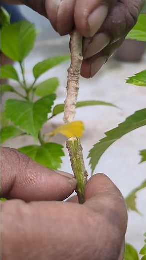 How to Graft Any Plant Easily | 100% Working Grafting Method