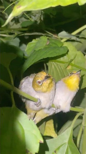 Amazing birds and the sounds of katydids calling.