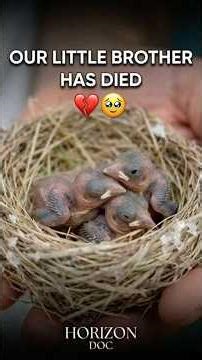 Feeding Baby Canaries - DAY 2 🐣 | Heartbreak: Our Little Brother Has Died 💔