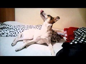 Fly catcher / fly snapper syndrome - before it got worse