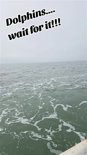 Dolphins: The Majestic Marine Mammals