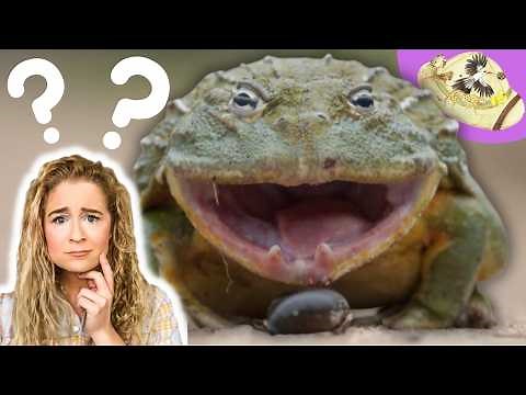 Do Frogs Have Teeth?