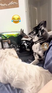 19K views · 694 reactions | Hilarious Dog Fails Compilation 藍...