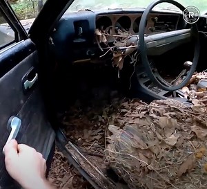 Abandoned Truck Cut Out Of Texas Jungle After 30 Years | Restored