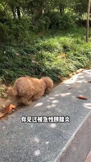 狗狗吃肥肉会加速胰腺的负担，这随时会让狗狗去汪星，养狗人注意