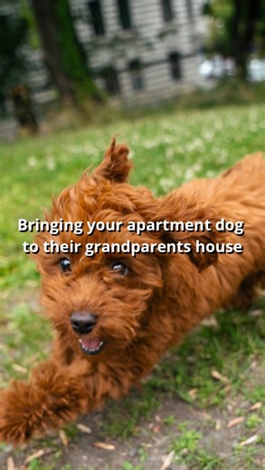 Blits Cavapoo on Instagram: "Living his dream life 🚜🌸 #cavapoo #puppy"