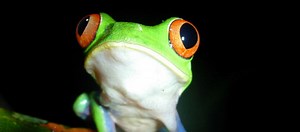 Environmental biology