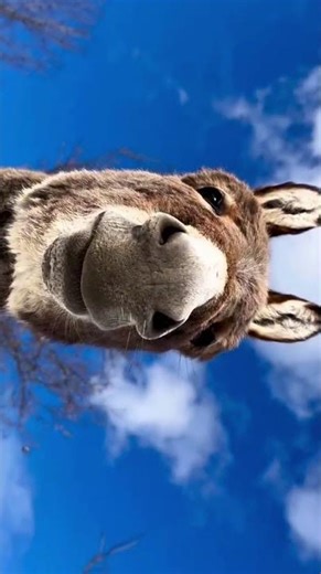 🌸 Baby Donkey Moments That’ll Melt Your Heart!