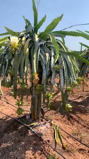 Plants available, contact number 9080712340 🤯New one 🤯🥵, wite for end 🧐🤯😲...⚠️# endamilhealthtips #tamil #coimbatore #kovai #mumbai #coimbatoregirls #coimbatore#dragonfruitbenefits #pitayafruit #fruitsbenefits #weightloss #tips #tamilhealth #health #healthvideos #kovai #kochi #top #no1 #kovai#fruit #guava #taiwanpinkguava #taiwanpink #nursery #fruits #business #green #greenfruit #drawing #dragonfruitdiaries #business | gre_nursery