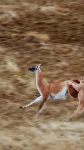 Moose's Heroic Escape from Lion's Grip! How'd It Do It? #shorts #lion #moose