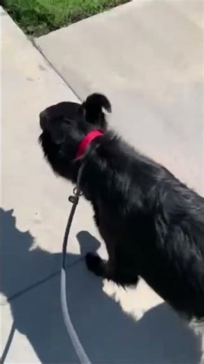 4/27 Bella’s first walk w volunteers