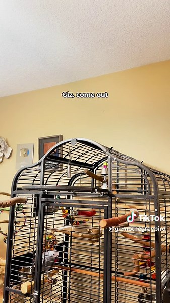 Gizmo the Parrot's Hilarious Singing Protest Songs