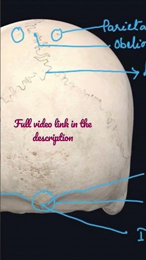 Norma occipitalis - Features - External occipital protuberance, inion, superior nuchal line,