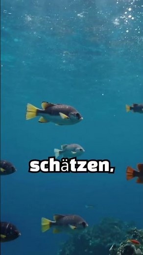 Geheimnisse der Tiefsee – Diese Tiere leben im Ozean!