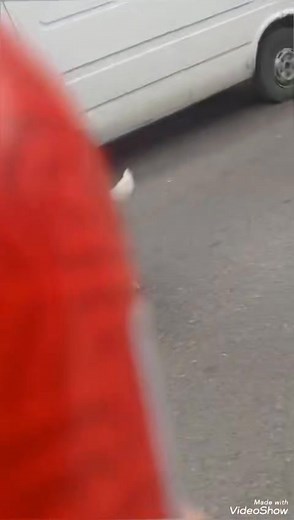 709 reactions · 11 shares | ამდენი ხნის ძებნის შემდეგ გრაფი ვიპოვეთ დაუბრუნდა თავის ლოკაციას ❤️❤️❤️❤️ | ბუსა ბუსა | Facebook