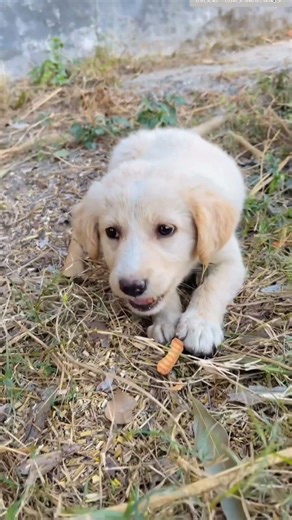 #farmer #farming #viral #virlshort #trending #village #new #nature #minivlog #tree #rice #deshi