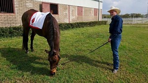 At Age 16, a New Scene for Kentucky Derby Winner Mine That Bird