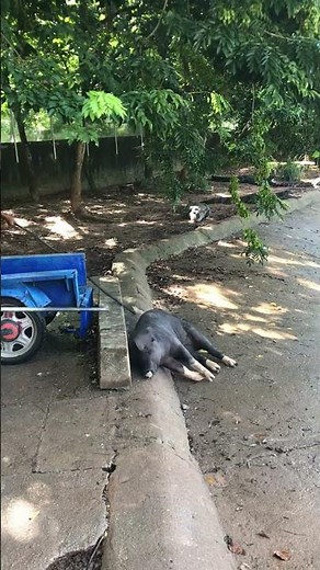 Daily feeding and catching crocodiles #shorts #crocodiles