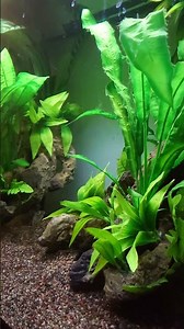 Figure 8 Pufferfish #aquarium #brackishwater #fishtank #aquariumfish #fish #pufferfish