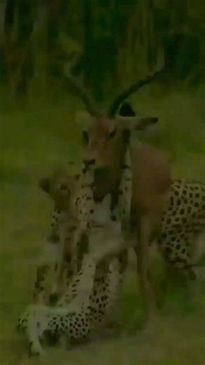 31K views · 88 reactions | Best Animal & Nature on Reels | Facebook