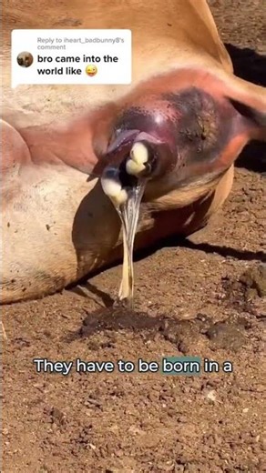 Why Calf Births Look So Different From Human Births