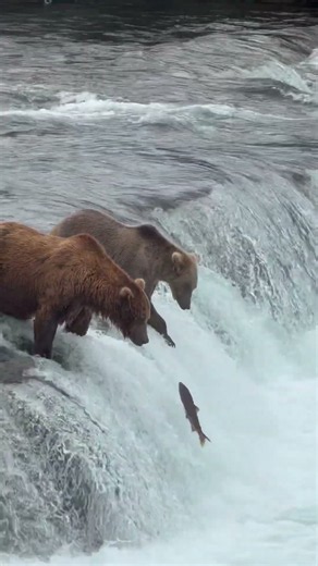 Wait to see how #bear catches the fish! As if #Salmon is jumping to his mouth! #alaska