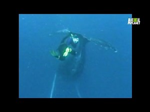 Untamed & Uncut (S03) (Ep07) (Beastly Headaches) Full Episode Animal Planet (2010)