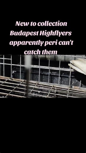 New to collection Budapest Highflyers #tipplers #birminghamrollers #birminghamrollerpigeons #pakistani #pigeon