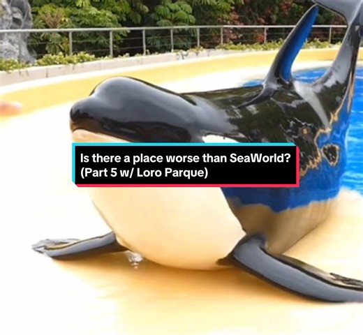 Is There a Place Worse Than SeaWorld? Part 5 with Loro Parque