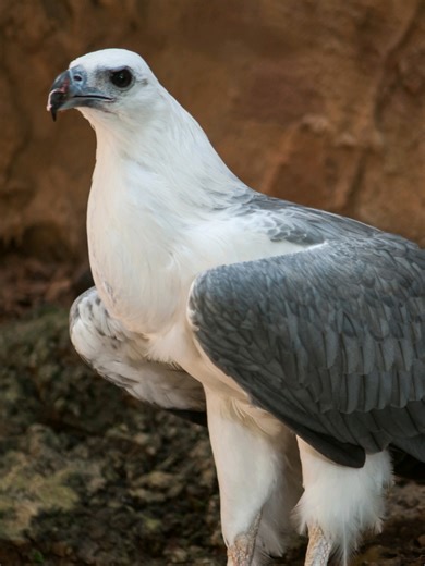 Discover the White-Bellied Sea Eagle in Singapore