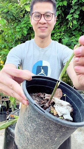 Grafting a Little Cado aka Wurtz Avocado Tree #avocado #avocadotree #garden #gardening