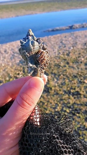8.8K views · 64 reactions | Have you seen this seashell alive? ⬇️ ....