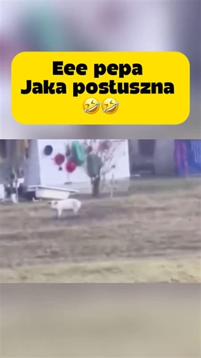Eee pepa 🤣 jaka posłuszna 🤣#memes #funny #shorts