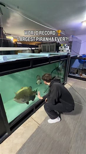 Worlds Largest Piranha?! 😳 | CoralFish12g