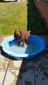 More paddling pool fun with Rosie at Helen's Home. She's a good jumper! ❤ | Doggie Holiday Homes | Facebook