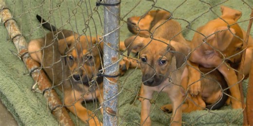 ‘Begging for help’: Pee Dee animal shelter seeks foster families and adopters