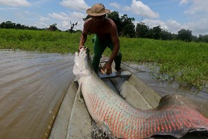 10-Foot-Long Invasive Monster Fish Found In Florida River