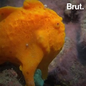 593K views · 5K reactions | 6 milliseconds. That’s all a frogfish needs to swallow its victims whole. Here is why this fish is such a master hunter. | Brut nature | Facebook