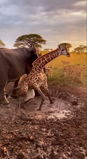 An 'Impossible' Rescue: A 'Touching' Moment as a Elephant Frees a Friend Stuck Giraffe!! 🐘🦒❤️✨