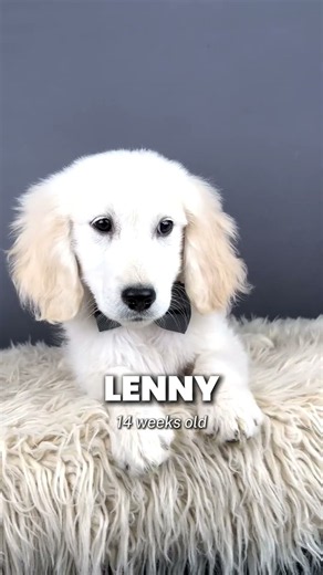 Arthur and Lenny | Mini Golden Retriever Puppies