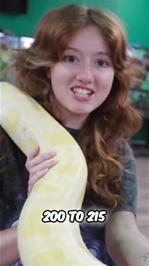 We bought a giant snake! Meet Sunday our Albino Burmese Python!