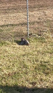 Rescue season is in full swing. Earlier today one of our team members helped a gentleman get a raccoon out of a car engine. The raccoon was in good shape but the car….not so much😬. This evening a Good Samaritan spotted an owl struggling to walk and fly next to a busy road.￼ Our team was able to safely capture her. The great horned owl has no ￼obvious breaks but definite head trauma and loaded with stickers. Our team working this evening￼ will get all of the stickers out of her feathers and she 