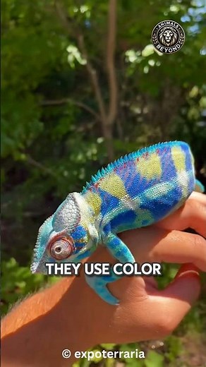 Real Reason Chameleons CHANGE Color!